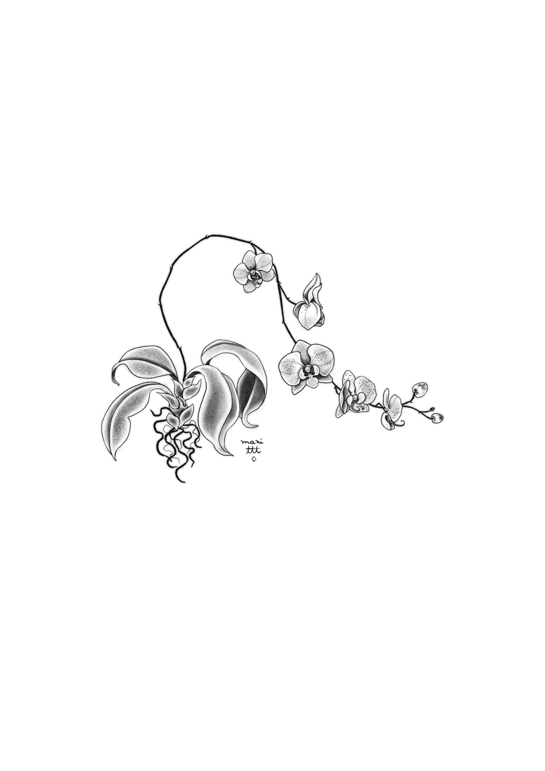 Orquídeas I
